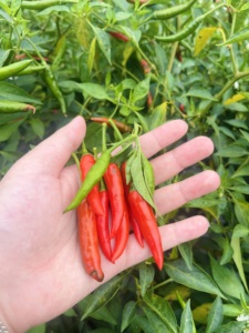 พริกเรดรดลี่เวิร์ดสดพริกเรดร้อนสไตล์เวียดนามธรรมชาติรสเผ็ด30กก./แพ็คขายส่ง - Product Image 6