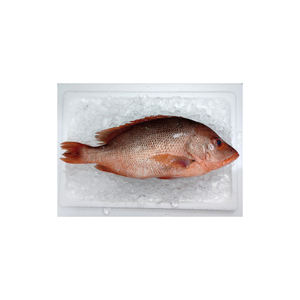 Pescado de alabaca roja congelado de alta calidad, ofrecido a precios competitivos para distribuidores y procesadores de mariscos. - Product Image 5