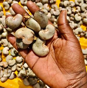 Vente en gros de noix de cajou crues W180 W240 W320 Prix d'usine de la meilleure qualité Fournisseur de noix en vrac directement de l'usine - Product Image 1