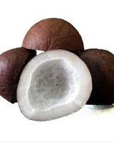 HARGA GROSIR KOPRA KELAPA KERING DI BAWAH SINAR MATAHARI