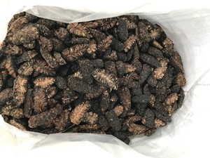 Fruit de noni séché à haute puissance-Vietnam Morinda Citrifolia, tranches d'herbes séchées en gros Noni prêt pour l'exportation à faible coût - Product Image 6