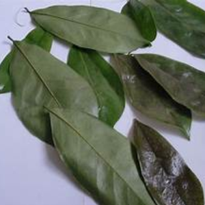 Hojas de Guanábana secas orgánicas recién recogidas 100% corte natural y producto agrícola salvaje cosechado directamente pedido - Product Image 5