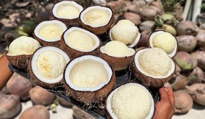 Sueur fraîche et pousses délicates noix de coco pour manger de la ferme Blue Lotus Vietnam - Product Image 3