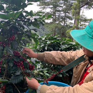 Granos de café tostados de fábrica, granos de café prémium Robusta, miel amarga de 1 tonelada, cuerpo completo, chocolate - Product Image 6