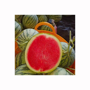 Pastèque rouge cramoisie, fraîche, douce, à chair rouge, pour les grossistes, les supermarchés et les fournisseurs internationaux de produits agricoles - Product Image 4