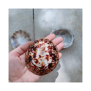 Nouvel arrivage Type de coquille d'escargot grande taille océan fabricant en gros du vietnam 99GD - Product Image 5