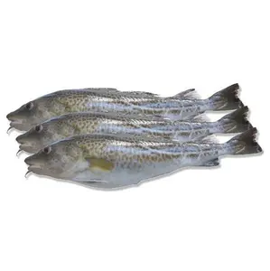 Hochwertiger gefrorener Kabeljau ganz | Kopfloser Kabeljau Fisch | Kabeljau filets zu niedrigem Preis