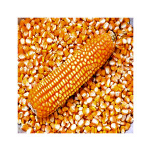 ข้าวโพดเหนียวสีเหลืองออร์แกนิกขายส่งสำหรับบริโภค ไม่ใช่พืช GMO อบแห้งจากแคนาดา - Product Image 4