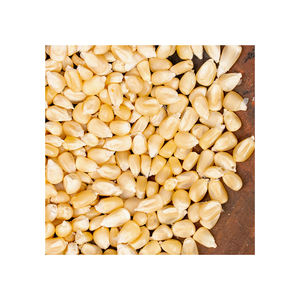 Maíz blanco seco Premium listo para enviar en gran cantidad con suministro confiable - Product Image 6