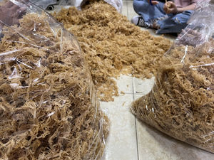 High Quality Organic Irish Sea <b>Moss</b> <b>Dried</b> From Vietnam Wholesale Price Bagged Packaging - Product Image 2