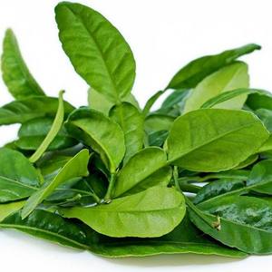 ใบมะนาวแช่แข็งธรรมชาติ/เกรดพรีเมี่ยม/พร้อมใช้งาน/บรรจุภัณฑ์จำนวนมาก/มาตรฐานการส่งออก - Product Image 2