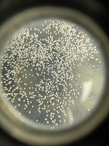 Soham ผงเพชรอุตสาหกรรมอินเดียตาข่ายธรรมชาติ200-230การกัดกร่อนอุตสาหกรรมวัสดุขัดผิวขัด - Product Image 3