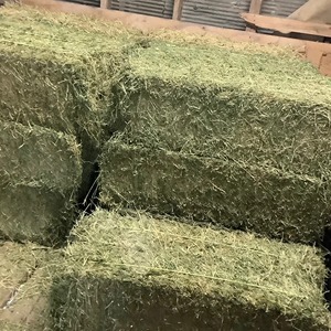 Suministro de alimentación animal, heno de alfalfa disponible a granel, heno de alfalfa seco de alta calidad exportado en embalaje comprimido - Product Image 3