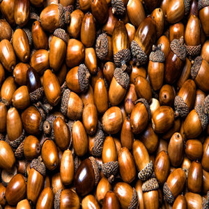 Bollos de Roble Secos de Alta Calidad, con Sabor Salado, a Granel, Cosecha Fresca para Exportación, para Distribuidores Mayoristas en Todo el Mundo - Product Image 1