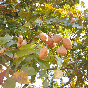 Nueces Tostadas Sin Sal Wild Baru, Naturales, Premium, Brasileñas, Altas en Proteínas, Fibras, Omega-6, Omega-9, Superalimento, Mezcla de Sabores, en Bolsa Doypack - Product Image 3