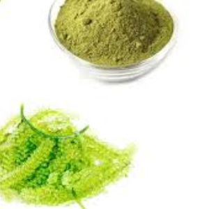 Poudre d'engrais d'extrait d'algues Oganic naturel de haute qualité poudre d'algues - Product Image 1