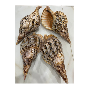 Conchas de trompeta marina de Vietnam para uso decorativo en centros turísticos, fabricación de recuerdos, exhibiciones de acuarios y regalos - Product Image 3