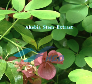 Suministro Directo de Fábrica HGO de Extracto de Tallo de Akebia Puro y Natural, Especificación de Grado Alimenticio, Relación de Extracción 5:1 10:1 20:1 - Product Image 2
