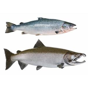 Pesce Intero di <span class=keywords><strong>Salmone</strong></span> Atlantico Biologico Congelato FD BQF in Confezione Bulk - Product Image 1