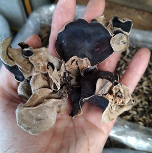 Вьетнам, Лучшая цена, целая распродажа, сушеный древесный ушной гриб, черный грибок от VIET NAM/ MS. LAURA - Product Image 2