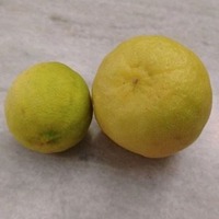 Goede kwaliteit HP Valia 100% bevroren biologische kokosnoten voor dranken, culinaire toepassingen & gezondheidsapplicaties 100kg