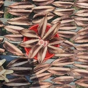 Pescado Scad Congelado al Vapor, Caballa Congelada, Pescado Scad de Alta Calidad, Vietnam, Pescado Scad Congelado al Vapor Envasado al Vacío ANGLE - Product Image 3