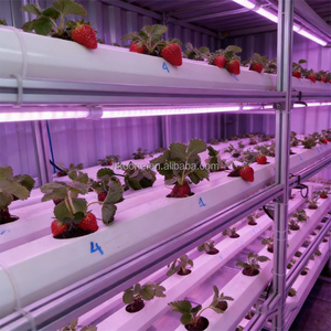 Système de culture verticale hydroponique pour fraises en conteneur, équipement d'agriculture intelligente pour la culture commerciale de fraises - Product Image 4