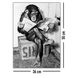 Chimpancé sobre lienzo con base de soporte, impreso digitalmente, leyendo un periódico - Product Image 3