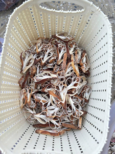 Tranches de coquille en spirale pour projets de bricolage côtiers, artisanat de mariage, affichage à la maison et approvisionnement en vrac - Product Image 3