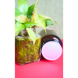 High Quality PS <b>Bottle</b> Cap and Aluminum Foil Seal Liner Frame Extrusion Lids Direct From Vietnam Manufacturer - Product Image 6