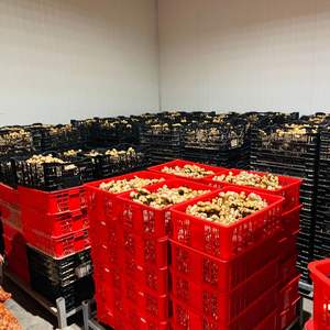 Jengibre fresco cultivado en Vietnam para uso culinario Remedios herbales Infusiones de té - Product Image 6