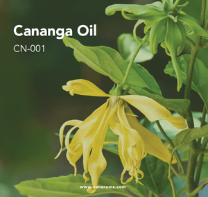 Aceite Esencial Puro y Natural de Cananga (CN-001) Aroma Van - Product Image 1