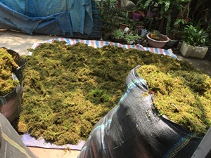 Sphagnum artificial para plantas en maceta Bosque seco Musgo verde Vietnam Plantación de orquídeas Decorativo Preservado para interiores - Product Image 4