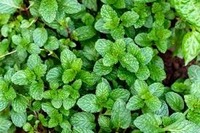 Vente flash : Feuilles de menthe poivrée 100% naturelles pour les mélanges de tisanes, la cuisine, les boissons et l'extraction d'huiles essentielles
