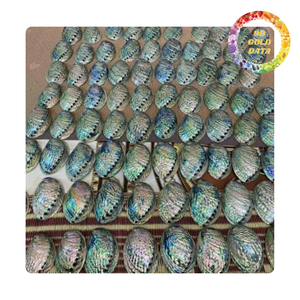 Auténticas cáscaras de abulón de nácar | Precioso brillo natural para hacer bricolaje y regalos | Origen de Vietnam - Product Image 4