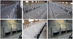 Nuevas Jaulas de Gestación ZHONGNUO ZN-250 para Cerdos y Cerdas con Corral de Gestación, 1 Año de Garantía, 880 kg de Peso, Origen XINXIANG - Product Image 3