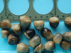 Champiñones en Salmuera para Exportación - Alta Calidad, Naturales, Limpios y Listos para Procesar, OEM Disponible/ Sra. Lima - Product Image 5