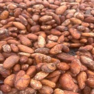 Grano de cacao / cacao (certificado orgánico) Proveedor principal / Cacao 100% natural disponible para la venta - Product Image 1