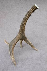 เขากวางสีแดงเขากวางเขากวางเขากวางแดงเขากวางธรรมชาติ - Product Image 4