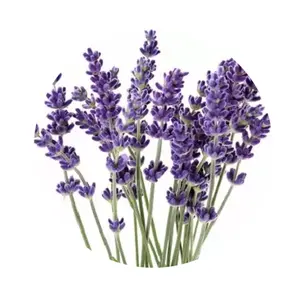 Spike Lavender Oil Small Quantity of Spike Lavender Oil Indian Exporter of Spike Lavender Oil