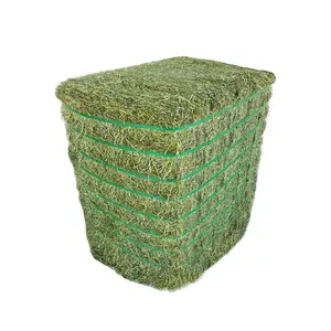 Ultra Premium Alfalfa Hay| Fourth Cutting Squares of Alfalfa Twine Tied Bales