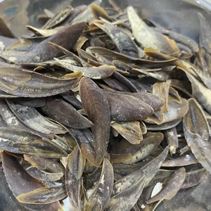 OPERCULUM MUREX CUISINÉ À LA MAIN/PARFAIT POUR L'ARTISANAT ET LES DESIGNS/FABRIQUÉ AU VIETNAM - Product Image 3