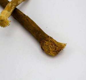 ProtectPlus <b>Miswak</b> <b>Stick</b> Herbal Organic Natural Toothbrush Whitening Oral Hygiene Daily Care Fresh Breath Plaque Removal Gum - Product Image 1