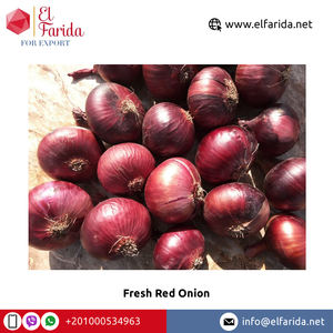 Cebollas Rojas frescas de calidad alimentaria de exportación de origen egipcio-Ampliamente vendidas naturales y deliciosas para compra a granel - Product Image 3