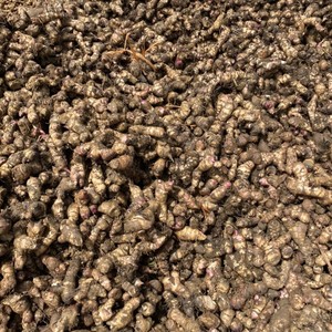 Arrowroot Powder for Agriculture Purpose Arrowroot Powder with Reasonable Price Arrowroot Powder Fresh Holiday - Product Image 3