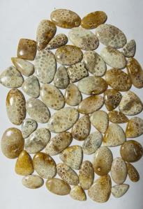 100% อัญมณีธรรมชาติหลวมรักษาฟอสซิลปะการัง Cabochon หินอัญมณีขนาดสูงได้รับการรับรองจากบุคคลที่สามสำหรับเครื่องประดับ - Product Image 2