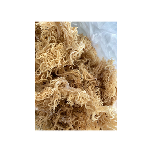 สาหร่าย Eucheuma cottonii จากเวียดนามผ่านกรรมวิธีอย่างรอบคอบเพื่อความบริสุทธิ์และคุณภาพที่เหมาะสม - Product Image 2