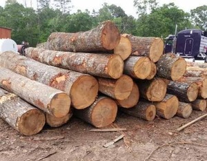 ไม้เมเปิ้ลเนื้อแข็งเกรดส่งออกตัวเลือกการตัดแบบแห้งและสด - Product Image 1