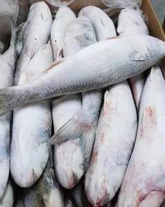 ปลากระเบนแปซิฟิกแช่แข็ง IQF บรรจุภัณฑ์แบบขายส่ง อายุการเก็บรักษา 12 เดือน ราคาถูก - Product Image 3