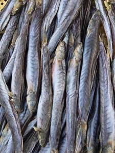 Producto Más Vendido: Elongate Mudskipper con Precio Competitivo - Product Image 2